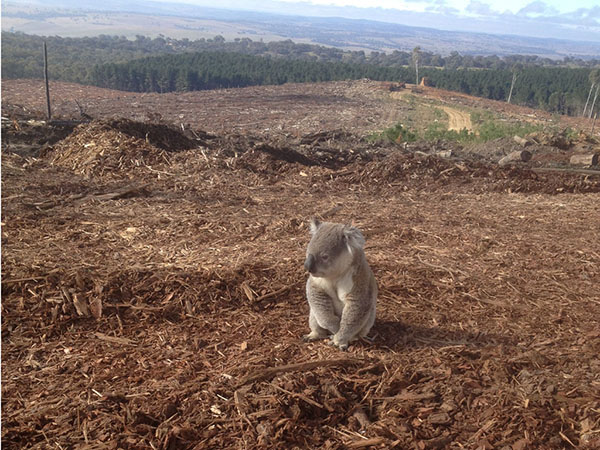 effondrement de la Biodiversité, extinction koala