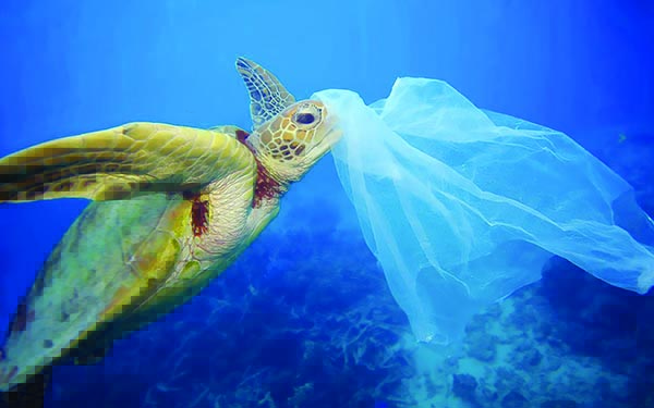 Mers et oceans ravagés, tortue prise dans du plastique.