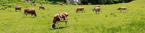 Animaux, vaches libres