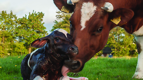 vache on vole leur lait et leur bébés