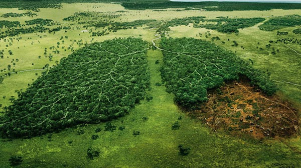 Deforestation, la filière du lait pollue