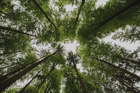 environnement les arbres et forêts