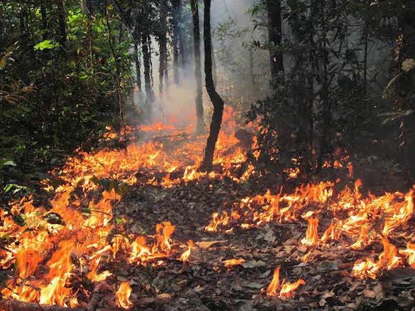 amazonie incendies, feu en forêt