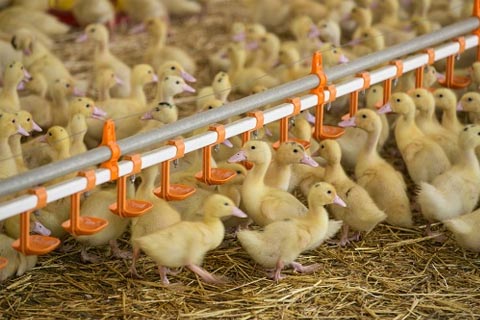 Le foie gras : ce que l’on ne veut pas nous dire - les canards